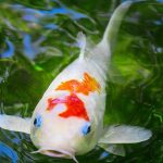 Cá koi mất sắc tố - Hãy dừng cho ăn ngay!