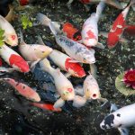 THIẾT KẾ HỒ CÁ KOI ĐÚNG TIÊU CHUẨN VÀ HỢP PHONG THỦY
