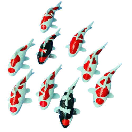 mo-hinh-ca-koi-removebg-preview-47716
