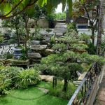 Hình ảnh hoàn thiện hồ cá koi